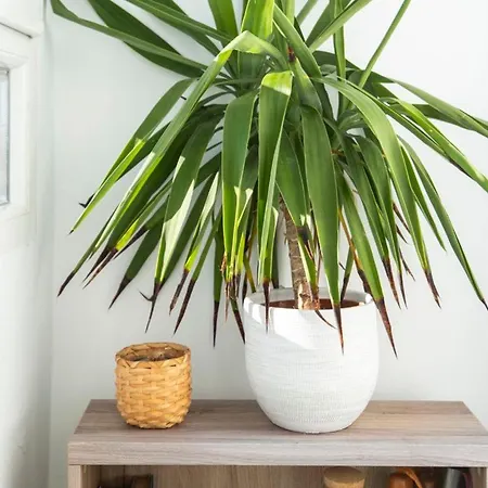 Luminoso En Jdc Apartment *