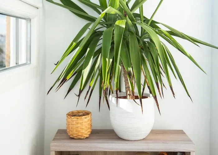 Luminoso En Jdc Lejlighed *